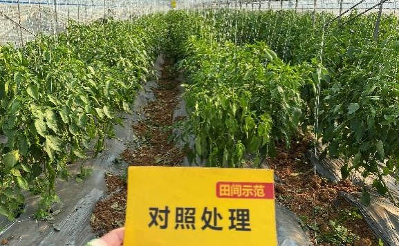对照田陇椒长势.jpg