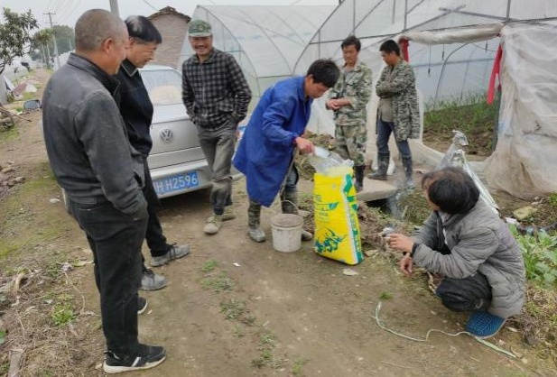 图片1图1 生姜施用洋丰硫生态级肥料，吸引周边种植户围观.jpg