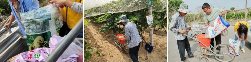5月份，技术员跟踪指导施肥.jpg