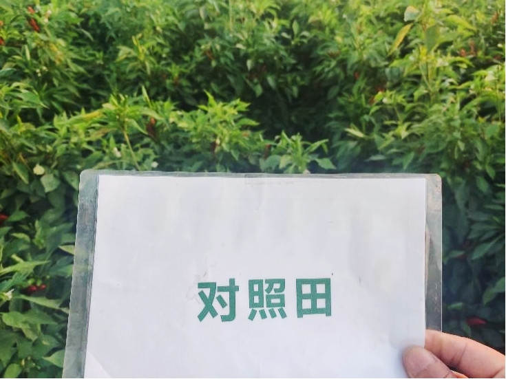 图片8，9月9日对照田辣椒长势_副本.jpg