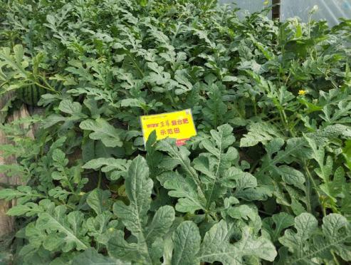示范西瓜叶色浓绿、叶片宽厚、黄化少.jpg