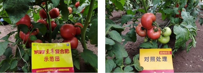 图4  8月14日洋丰至尊番茄示范田回访.jpg