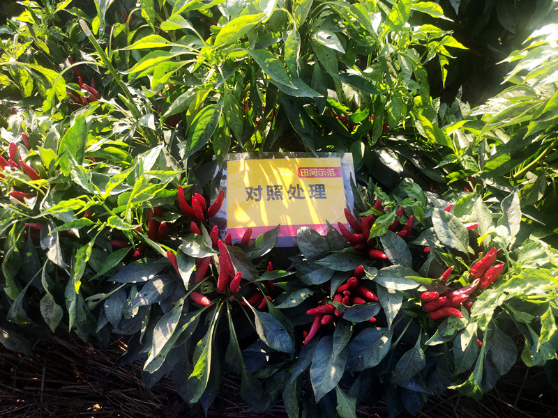 9月12日对照朝天椒嫩头多，椒果不均匀_副本.jpg
